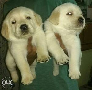 Pure breed Labrador puppy's available at