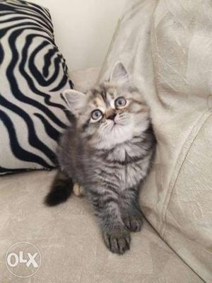 Pure persian cat 2months old very playfull and