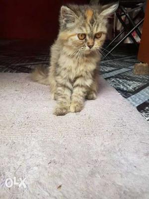 Pure persion cat urgent and its female 4 month