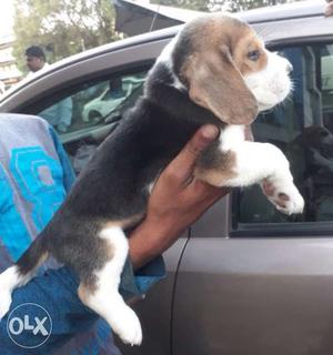 Qoulity begal female  male  puppy