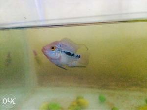 Red Magma Flowerhorn For Sale
