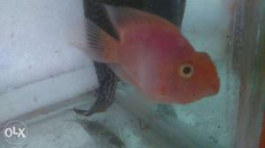 Red Parret fish