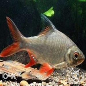Red Tail Tinfoil Barb (Pair) 9 inches long