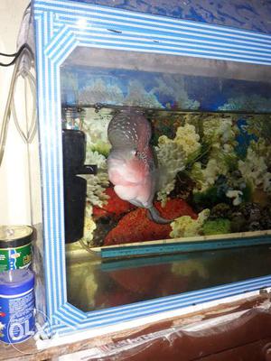 Red dragon flowerhorn with big hump imported only