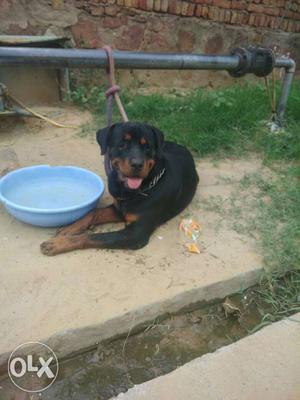 Rott for sale