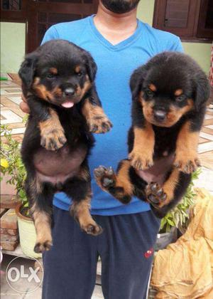 Rottweiler Heavy Bone puppies in very low price