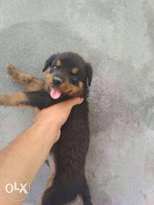 Rottweiler Pup 2 month heavy bone top quality