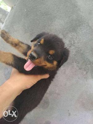Rottweiler Puppy 45 day top quality