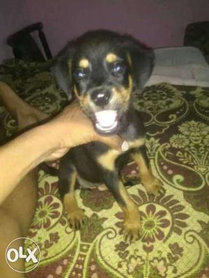 Rottweiler female pup availble lowest price...