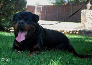 Rottweiler for mating import & Puppy also