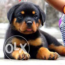 Rottweiler lovely nature Puppies show breed Quality pups for