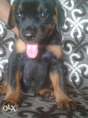 Rottweiler pup of 35 days with dark briwn and