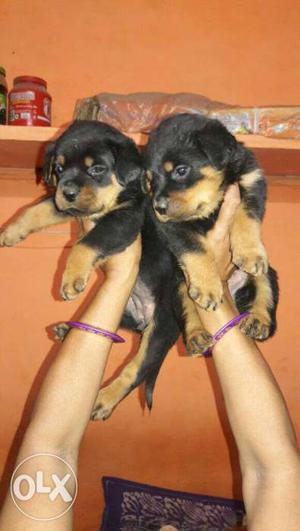 Rottweiler puppies security purposes dog puppies
