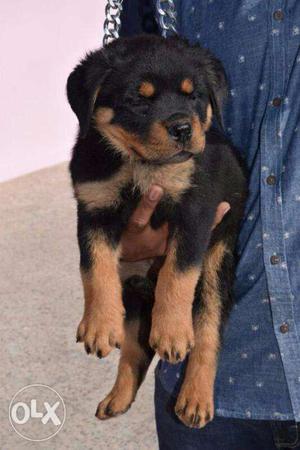 Rottweiler puppy/ dog for sale find a calm and confident bud