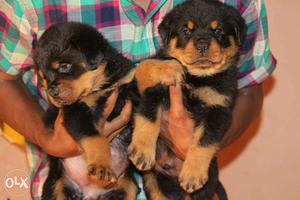 Rottweiler puppy/dog for sale find a calm and confident