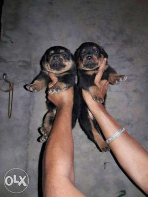 Rottweiller top heavy punch head puppy avilable