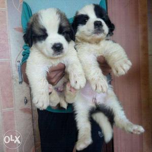 Saint Bernard puppies available for sale