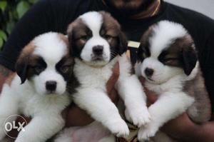 Saint Bernard show quality puppies in very low price