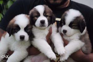 Saint bernard Show quality puppies in low price