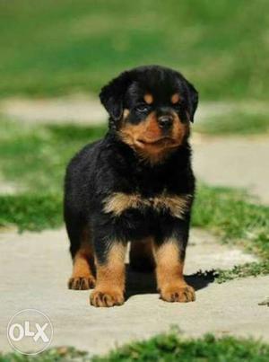 Sell urgently Rottweilr Heavy n best quality 35 Day's Puppy