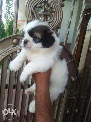 Shih Tzu puppy/dog for sale find a cute companion in dogs