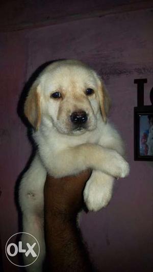 Sho qoulity labrador male pupy  female puppy