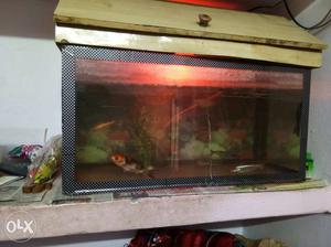 Shoal Of Fish In Black Frame Fish Tank