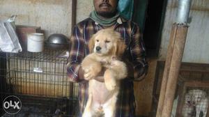 Short head heavy size goody puppy both male and