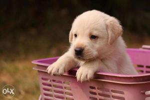Show quality Labrador puppies in low price