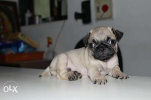 Show quality Pug puppies in very low price