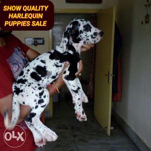 Show quality import blood line HARLEQUIN DANE puppies. With