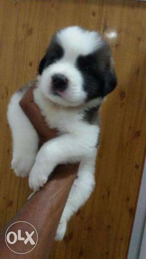 Show sweet & active puppy saint br. puppy for sell