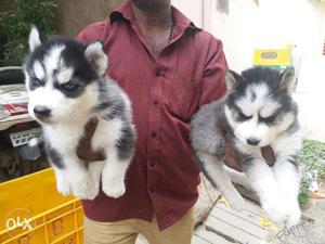 Siberian Husky puppy/dog for sale find a joyful buddy in