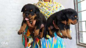 Super Duper Quality Rottweiler puppy for sell