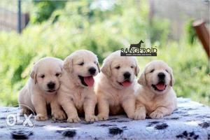 Super Heavy Bone Golden Retriever Puppies KCI Registered
