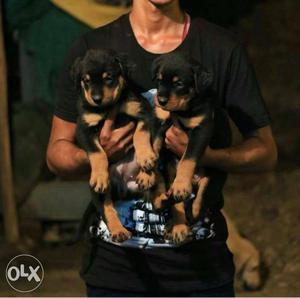 Superb quality rotweiler male female pups