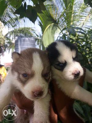 Syberian Husky Male female puppies Looking For