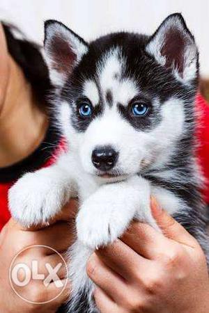 Syberian Husky puppy