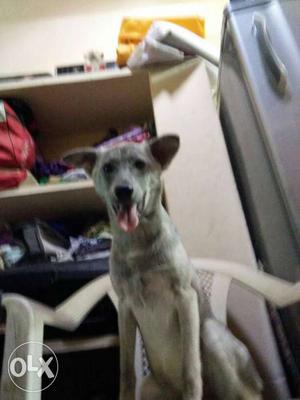 Tan And Gray Short-coated Dog