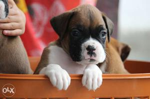 Tan And White Boxer Puppy