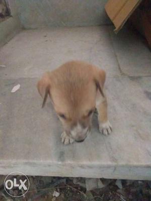 Tan Indian Pariah Puppy for sale