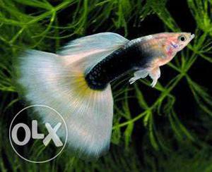 Texdeo white guppy fish