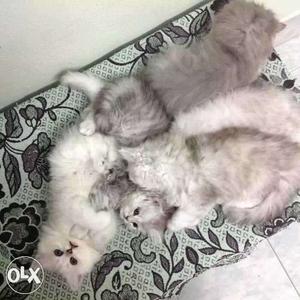 The best price Snow white Persian kitten sell all ncr cash