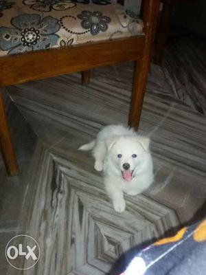 This dog is spitz.. he is of 3months and