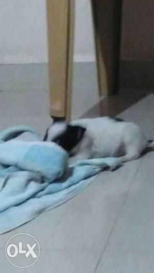 This is cute 1 month male pamolian puppy want to