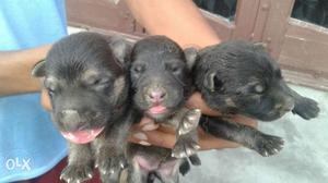 Three Black Coated Puppies