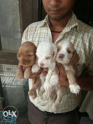 Three Long Coat Tan-and-white Puppies
