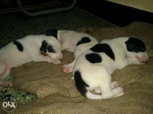 Three White And Black Puppy Litter