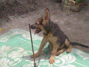 Three months old German shepherd for sale