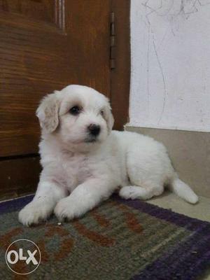 Tibetan terrier puppies for sale 23 days old